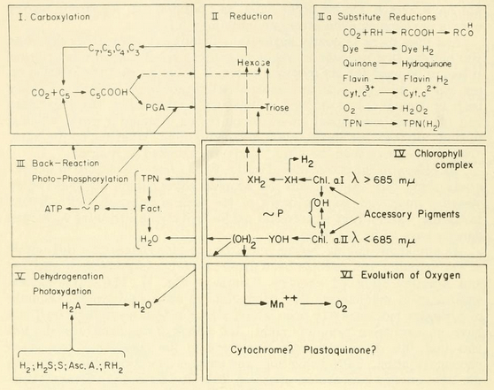 An overview schematic of the production of oxygen from photosynthesis.