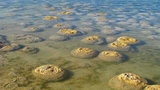 Greenish-yellow blobs of stromatoliths grow in shallow water.