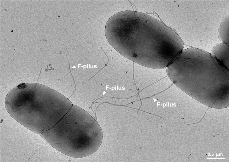 Bacteria creating F-pilus appendages for use in bacterial conjugation/lateral gene transfer.