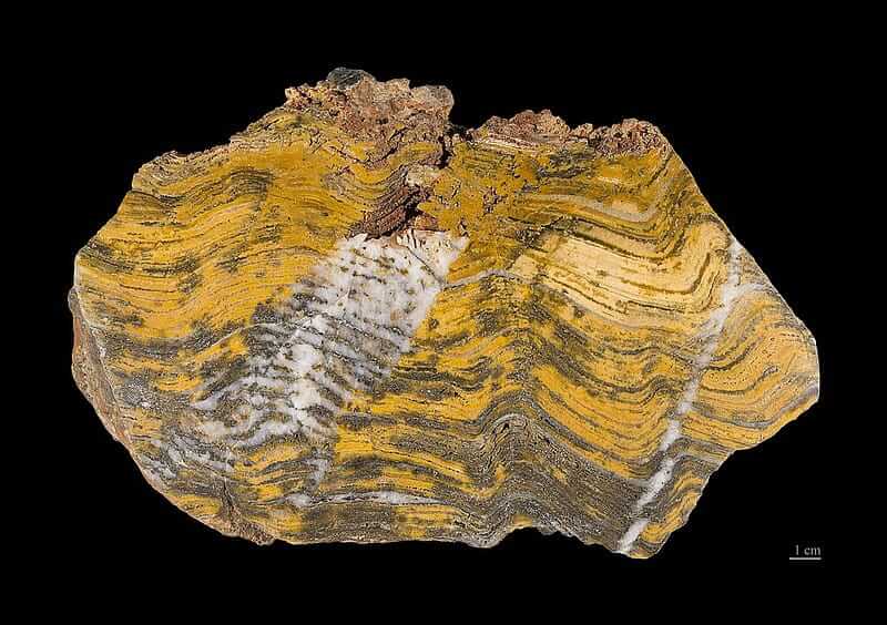 A yellow stromatolite consisting of marbled layers of gray, brown, and white.